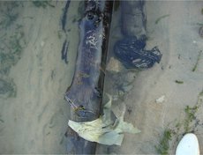 19 июня 2011 года. Заплесковая зона Чивыркуйского залива в поселке Монахово. Сильное загрязнение бытовым мусором.