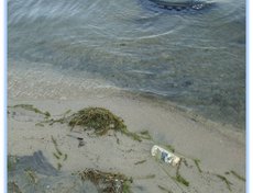 19 июня 2011 года. Заплесковая зона Чивыркуйского залива в поселке Монахово. Сильное загрязнение бытовым мусором.