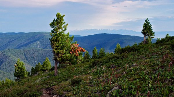 Панорама Хамар-Дабана. Фото с сайта www.nature.baikal.ru. Автор — Александр Рютин