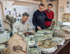 Ученые СИФИБР СО РАН собирают образцы полуископаемой древесины в долине реки Муя на севере Бурятии. Стволы хвойных деревьев хорошо сохранились, и по ним ученые с точностью до года смогут определить, как менялся климат десятки тысяч лет назад.