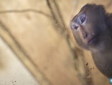 Макак свинохвостый по кличке Данил выкуплен из закрывающегося микрозоопарка «Голубая канарейка». Любит девушек, с удовольствием «заигрывает»