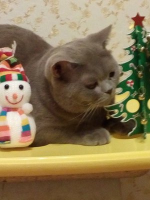 Дымок под ёлкой!