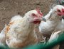 Все начиналось с обычных куриц, их привезли первыми. Денег на покупку животных не было. Все строилось своими руками, с рекламой и оформлением помогали друзья и партнеры.