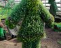 Помимо выращивания, здесь изготавливают фигуры из растений.