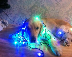 Ральф в огоньках рад Новому Году.