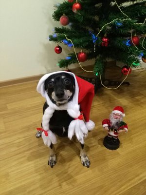 Микки в ожидании Нового Года :)