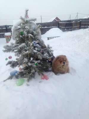 Тимка у ёлки