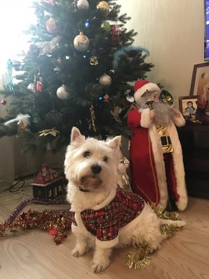 Малышка Вестик встречает Новый Год!