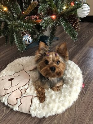 В ожидании Нового Года и подарков!!!