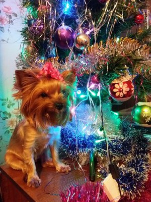 Шаня, новогодний подарочек ))