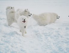 «Самоед это собака, которая любит находиться рядом с хозяином. Бытует мнение, что это собака не для квартиры, но оно ошибочно. Им комфортно везде», — утверждает Марина Петровна.