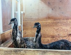 Эму - не страусы, а всего лишь дальние родственники. Наша парочка, Ванька и Эммочка, в прошлом году первый раз попыталась построить гнездо и даже снесла одно яйцо.