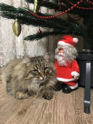 Новогодний котик