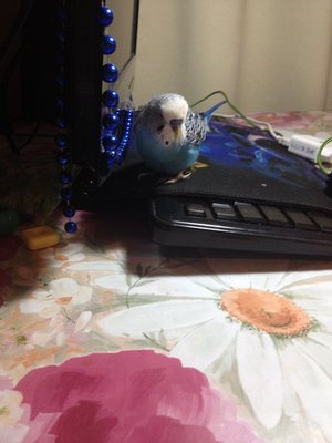 Кеша ждёт Новый год