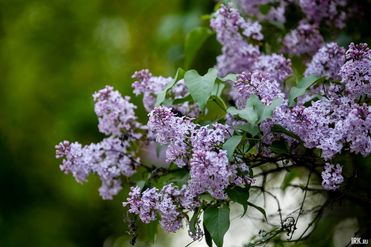 В июне в городе пахнет сиренью.