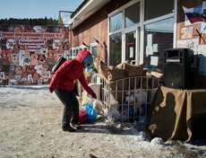Собакам, живущим в питомнике, можно было принести корма, крупы, мясо и субпродукты.