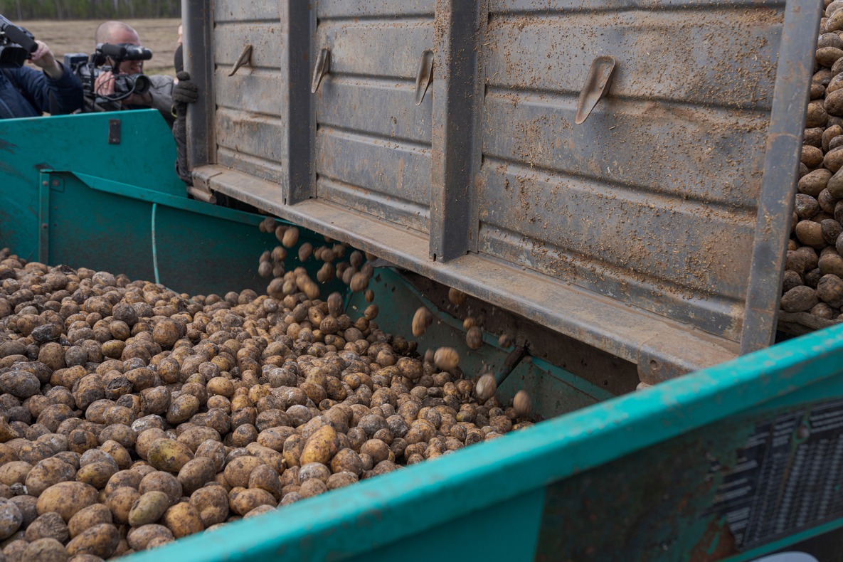 13 мая на землях ЗАО «Иркутские семена» посеяно первые пять гектаров картофеля