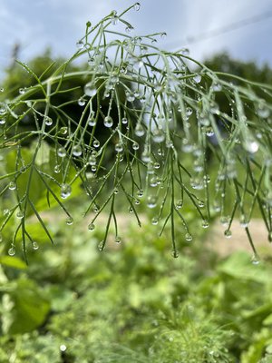 Утренняя роса