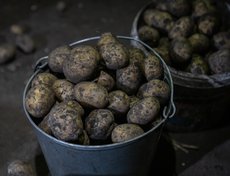 Овощами обеспечены