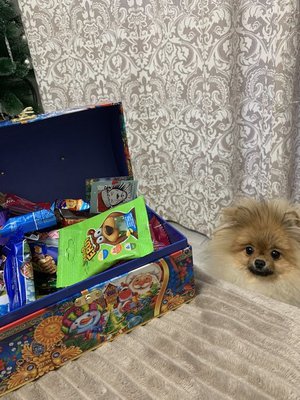 Когда подарили сладкий новогодний подарок НЕ ТЕБЕ))