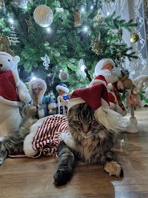 Все готовы уже, ждем тебя Дедушка Мороз!