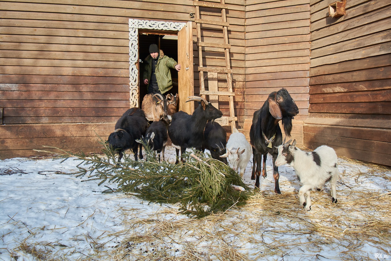 Козы с радостью накинулись на лакомство.