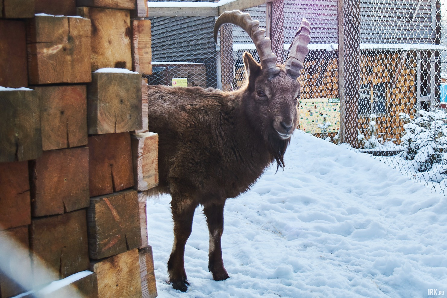 Горный козёл по своей природе очень осторожен. Он не стал подходить к нам.
