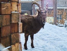 Горный козёл по своей природе очень осторожен. Он не стал подходить к нам.