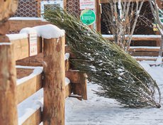 Перед тем, как сдать дерево, с него нужно снять игрушки, мишуру и другие несъедобные и бьющиеся элементы.