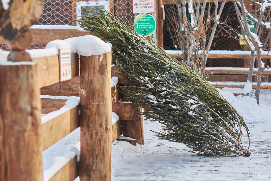 Перед тем, как сдать дерево, с него нужно снять игрушки, мишуру и другие несъедобные и бьющиеся элементы.