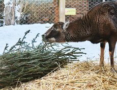 А вот самка муфлона с удовольствием попробовала хвою.