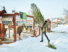 У пятнистого оленя сейчас активный период. Поэтому ёлку ему перебросили через забор.