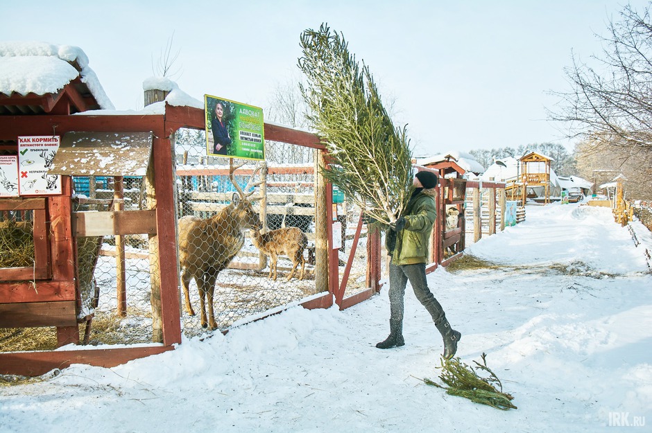 У пятнистого оленя сейчас активный период. Поэтому ёлку ему перебросили через забор.
