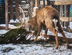Зимой олень может есть кору и молодые ветки деревьев. Ёлкой он стал играть и тереться об неё рогами.