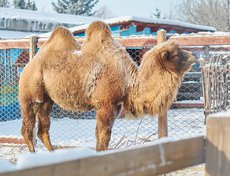 Земфира с удовольствием угостилась принесённой ёлкой, после чего гордо удалилась по своим верблюжьим делам.