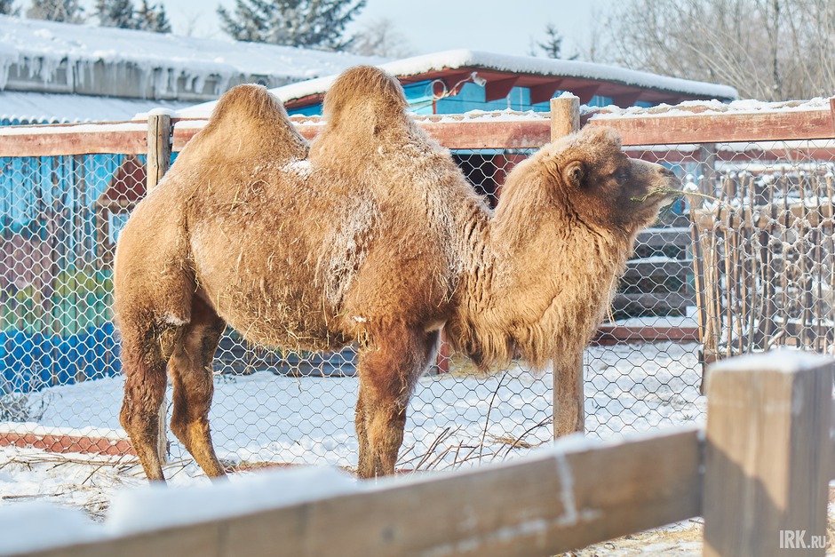 Земфира с удовольствием угостилась принесённой ёлкой, после чего гордо удалилась по своим верблюжьим делам.