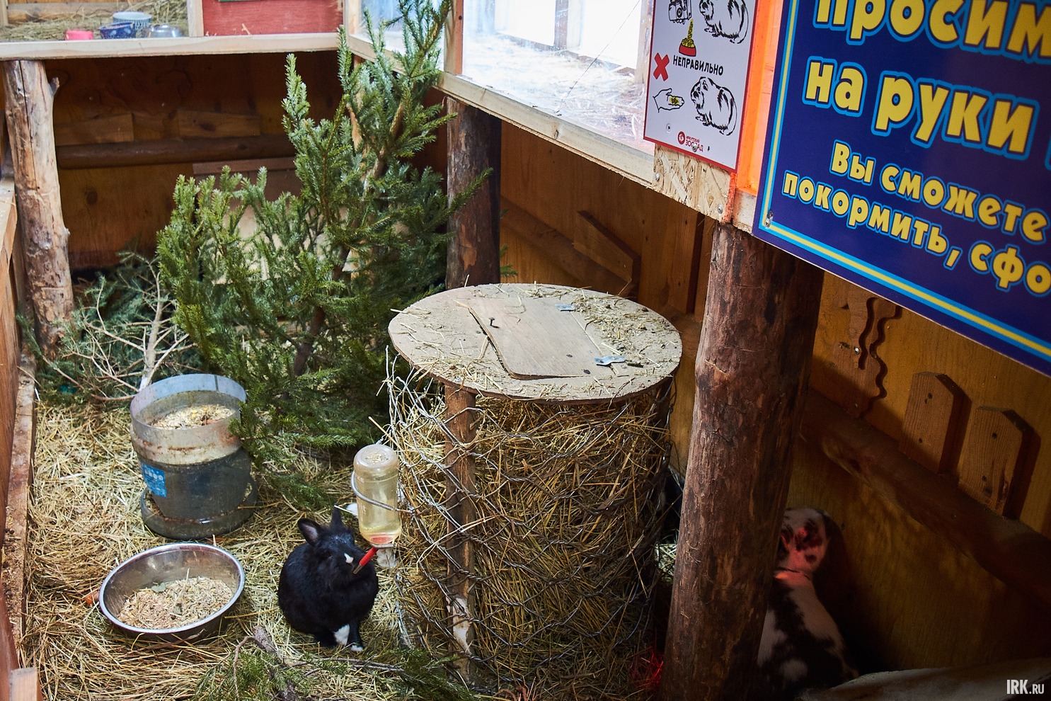 В вольере у кроликов сейчас целый хвойный лес.
