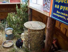 В вольере у кроликов сейчас целый хвойный лес.