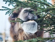 Для верблюдицы Земфиры хвоя — это лакомство.