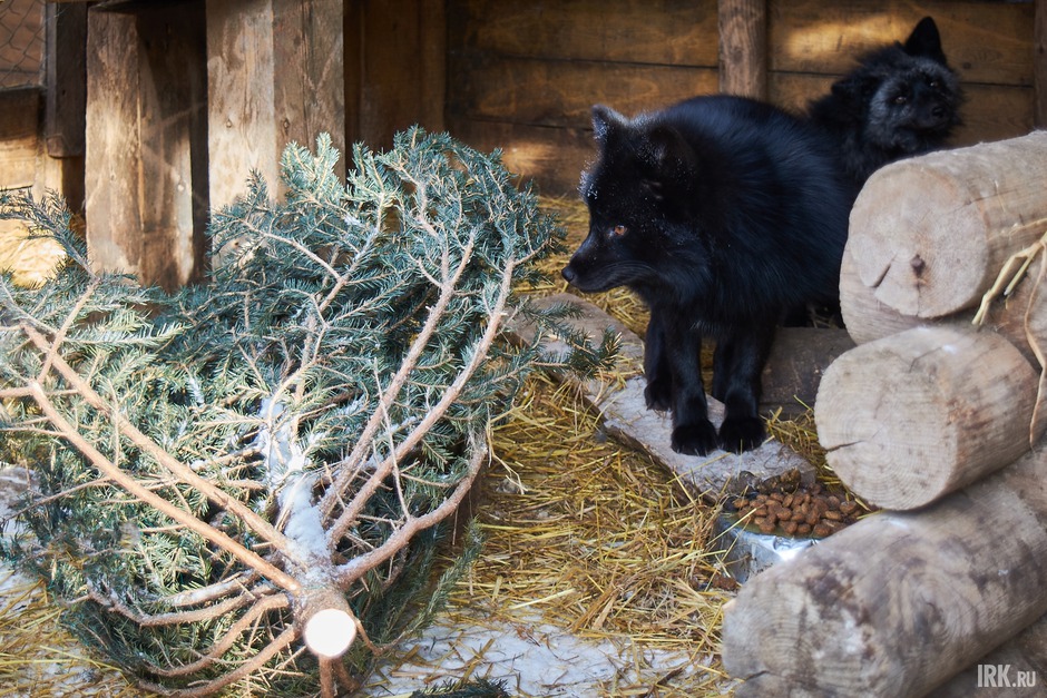 Чёрно-бурые лисы сначала недоверчиво отнеслись к подарку, но вскоре начали играть с ним.
