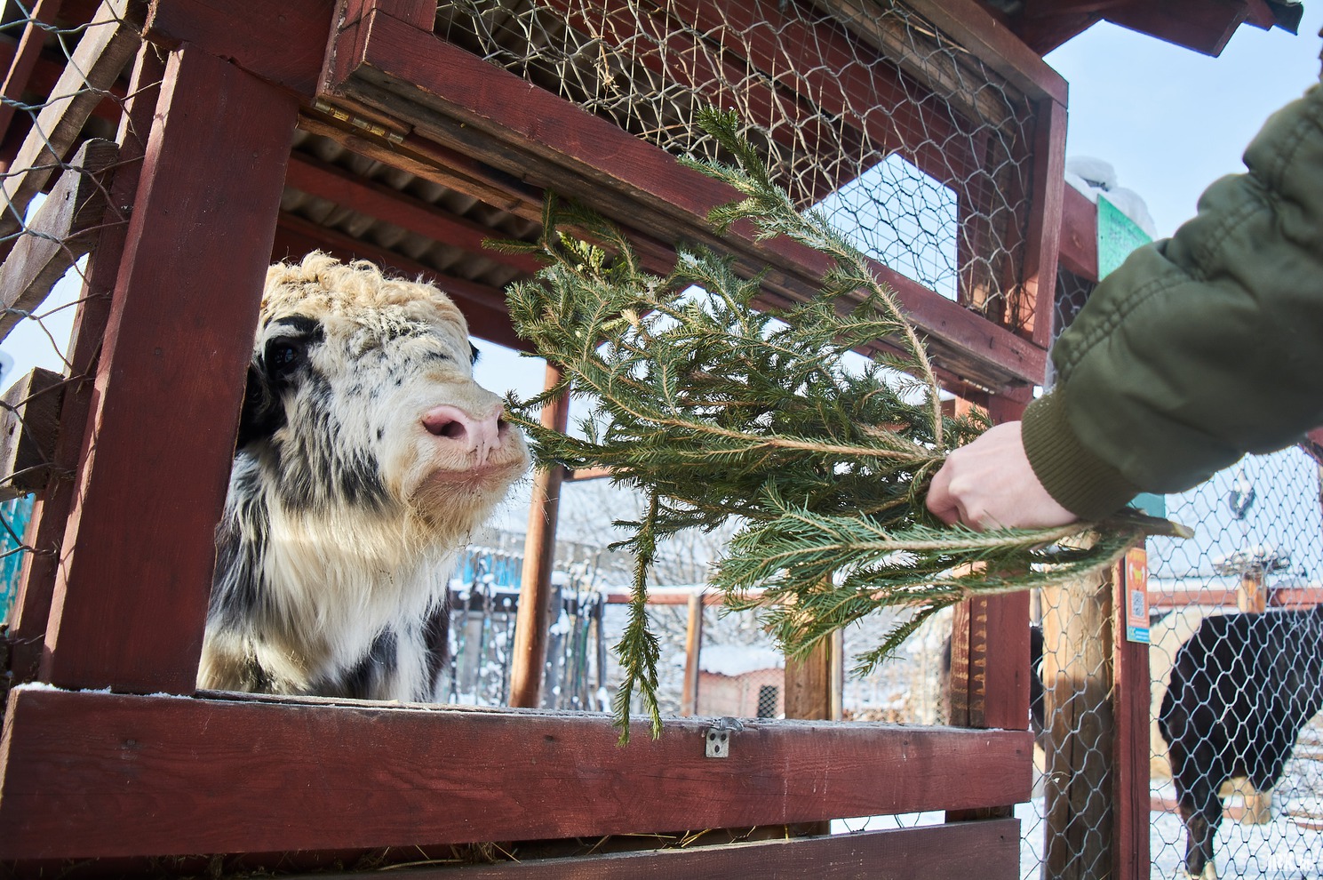 Основная пища яка — травы, мхи и лишайники. Однако хвойное дерево его заинтересовало.