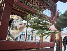 Основная пища яка — травы, мхи и лишайники. Однако хвойное дерево его заинтересовало.