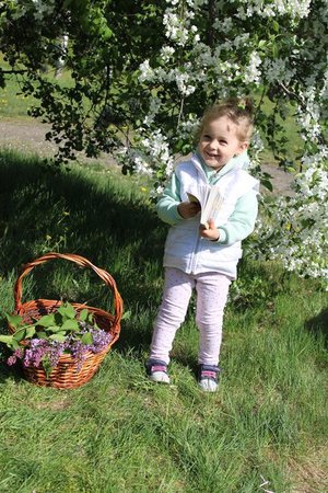Цветение яблони в микрорайоне Юбилейный