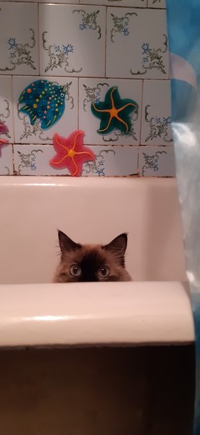 SPA Процедуры