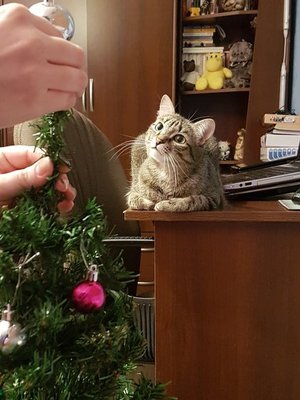 А ёлку точно красиво украсишь?