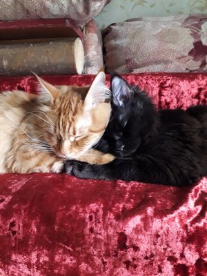 Мои красавцы