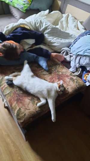 Спящие красавицы