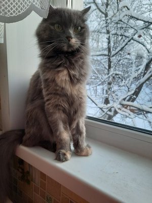 Мурка- дикая кошь!