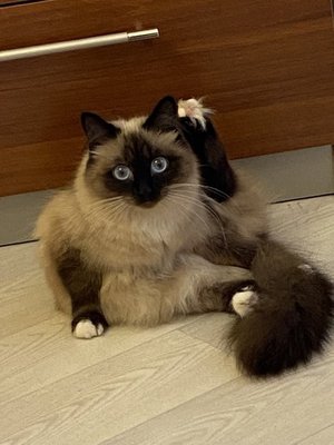 Моя кошка Симка