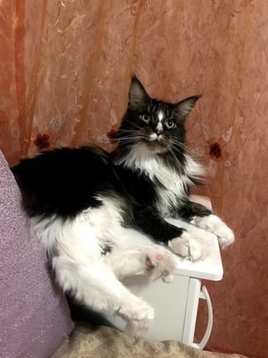 Марсель, чудо кот :)